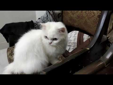 Tafazzul Hussain Cat's Tredars #catlover  9959059916