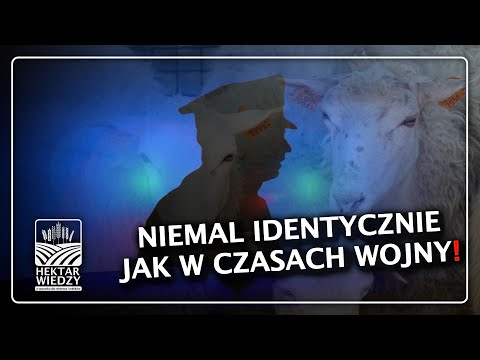 NIEMAL IDENTYCZNIE JAK W CZASACH WOJNY | HEKTAR WIEDZY
