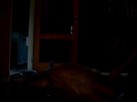 Atlas blir "avsugen" (av dammsugaren) *skratt*