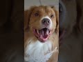 This is Bo and he loves croissants  #car #dog #dealership