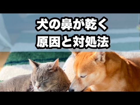 なぜ私の犬は鼻が乾いているのですか?