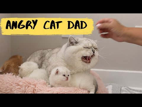 HISSING and ROARING cat | Daddy Apollo and his kittens