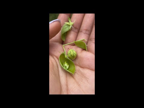 Chickpea 100 Day Life Cycle!