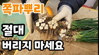 쪽파 한단으로 평생 쪽파 걱정 없이 먹을 수 있다면