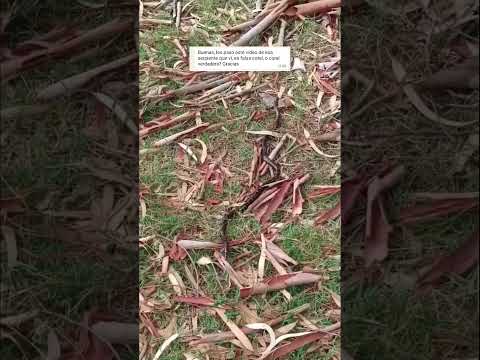 Coral (Micrurus altirostris) en Juan Lacaze, Colonia.