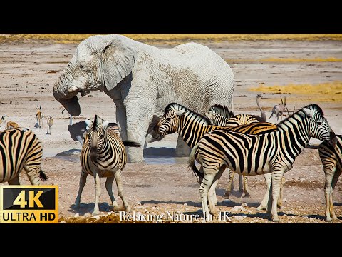 Animals Of The World