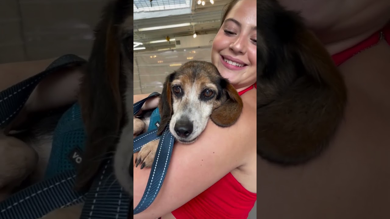In the Mood for Love, a ADOPTABLE Beagle in New York, NY video 5/5