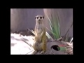 Who S Who At The Zoo