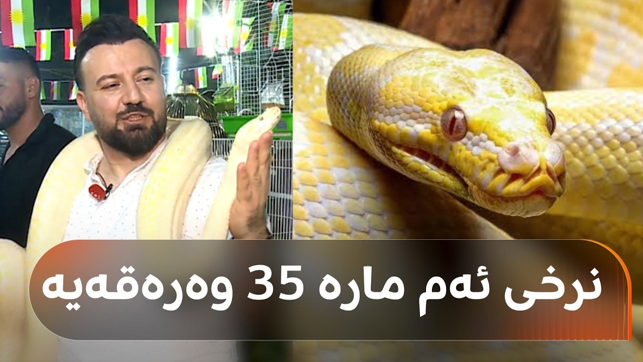 ڤیدیۆ | ئەم پیاوە لە هەولێر گیانداری جوانی دەفرۆشێت و دەڵێت: نرخی ئەم مارە دەگاتە 3,500 دۆلار
