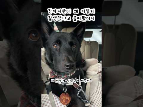진돗개한테 잘생겼다고 했더니 보인 귀여운 반응
