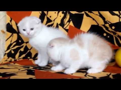 Sharmila Chodzhony and Sharmila Charlston