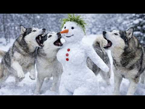 СНЕГОВИК НЕ ВЫЖИЛ ПРОТИВ ХАСКИ!