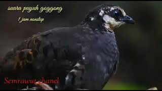 Download lagu SUARA PIKAT PEMANGGIL PUYUH HUTAN ATAU GONGGONG AMPUH mp3