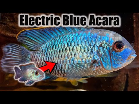 Electric Blue Acara | Growth Rate & Evolution
