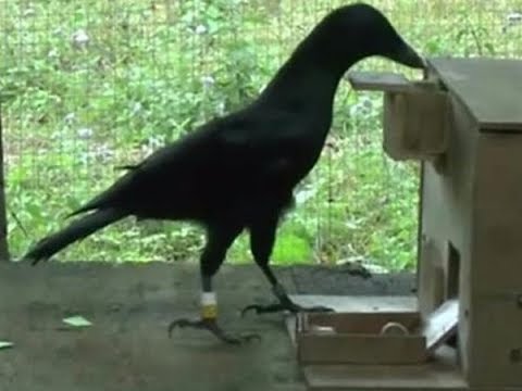 Animals are intelligent as humans | CCTV English