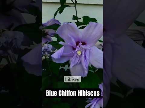 Hibiscus: Blue Chiffon | Bellas Flores de Mayo 🌼