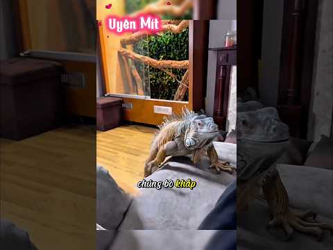 Sự thật rùng mình về thằn lằn trong nhà mà ít ai biết #dongvat