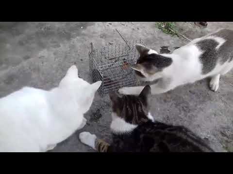 Cat training - Mouse catching