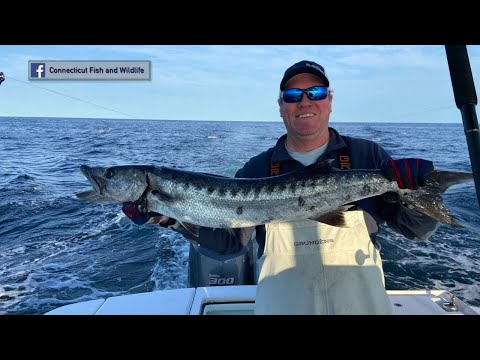 CT Fisherman Catches Largest Barracuda On State Record