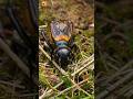 Cricket sound ( Insect ) | Chirping Cricket ( part 2 ) - Sego Nature Cricket sound ( Insect ) | Chirping Cricket ( part 2 )