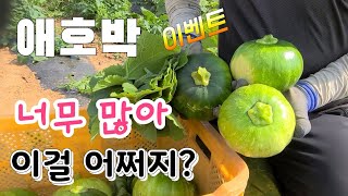 맷돌호박 심었더니 애호박이 주렁주렁 너무 많아서 이벤트 나눔 하려고요