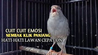 Download lagu kenari gacor panjang Cuit Cuit EMOSI, Pancingan Kenari Paud Belajar Bunyi, terapi AMPUH Kenari MACET mp3