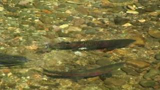 preview picture of video 'サンル川　サクラマスのふる里　The Sanru,Cherry Salmon Spawning River'