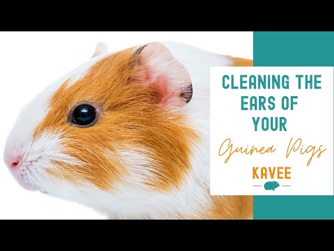YouTube video about: How to clean guinea pig ears?