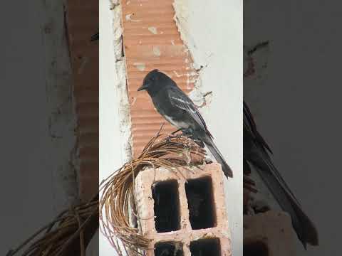 Atrapamoscas Cuidapuentes - Black Phoebe - Zetaquira  #colombia #boyacá #birds #oiseaux