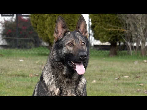 Self Confident & Easily Guidable!