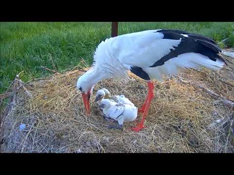 ~ Maluch wraca do gniazda , starszak zabrany do " przedszkola " ~ Bociany z Makov'a 27/05/2019
