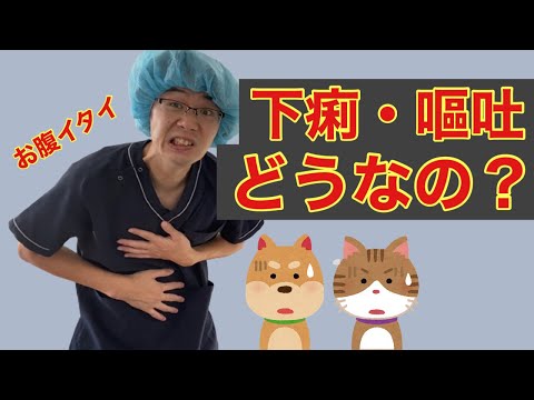 犬の下痢・嘔吐の治療法