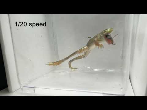 ボンバルディア・ビートルの武器の秘密が明らかに