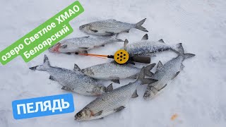Ловля пеляди на красноярском море зимой
