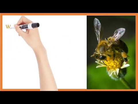 What is Deformed Wing Virus