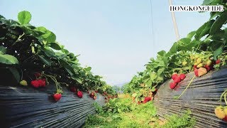 Strawberry Farm in Hong Kong? | Hong Kong Travel Guide |