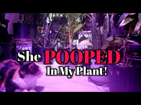 Stop Cats From Pooping In Your Container Plants!- Keep Your Plants Safe