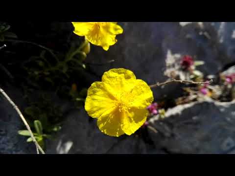 Helianthemum nummularium (Common rock-rose)