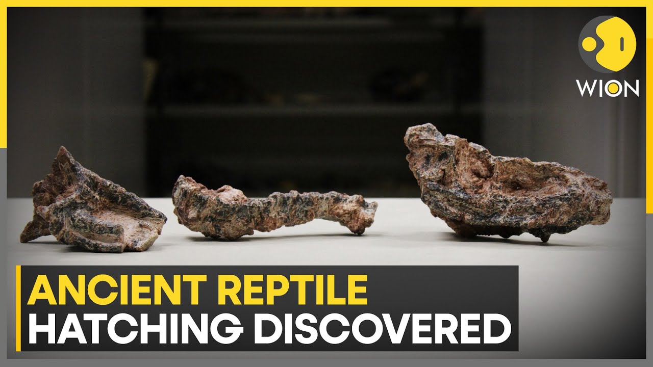 Ancient Reptile Hatching Discovered in Southern Brazil | WION