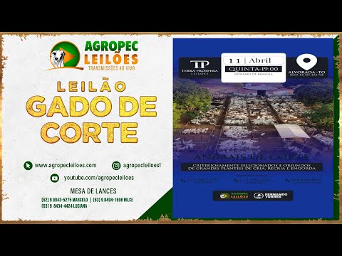 agropecleiloes.com LEILÃO GADO DE CORTE | TERRA PRÓSPERA LEILÕES-ALVORADA-TO 11/04/2024