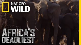 The Elephant's Warning System | Africa's Deadliest