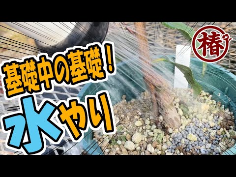 バナナの木が喉が渇いているかどうかを知る方法 屋内屋外ポット 水不足 地面に水やり バナナの木に水をやる