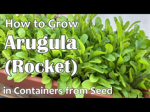 How to Grow Arugula or Rocket in Containers from Seed