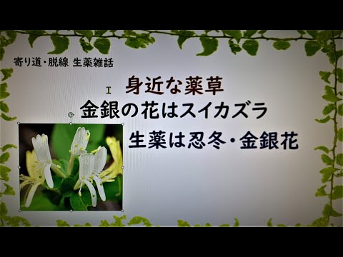 スイカズラは2022年の冬を恐れますか