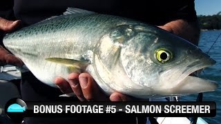 preview picture of video 'Bonus Footage #5: Salmon'