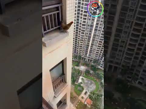 The chicken jumped from the tall building😲 | #shorts | Best Wild Box