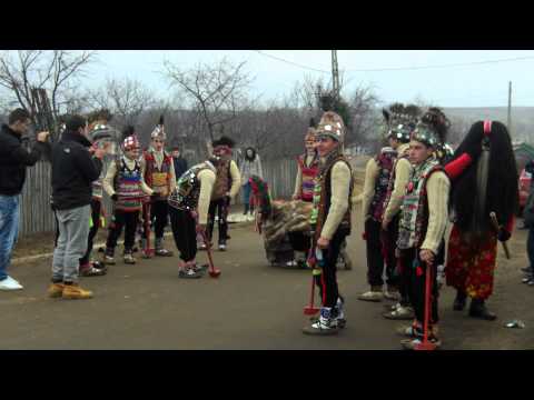 CERBUL DE LA BUHALNITA-IASI