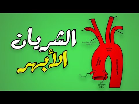 الشريان الأبهر أكبر شريان في الجسم أسباب ضعفه وطرق التخلص من الألم