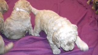 Puppy Wresting