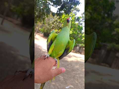 #shorts #sahin_showkat #parrot #bird #mithu